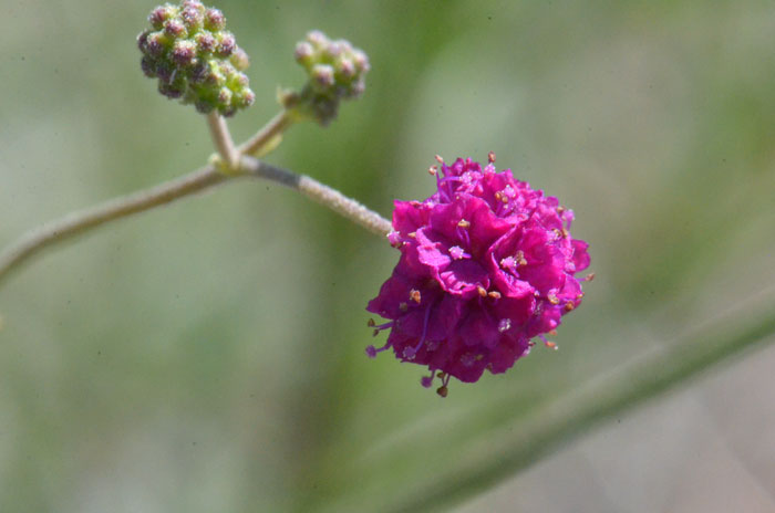 Boerhavia coccinea, Scarlet Spiderling